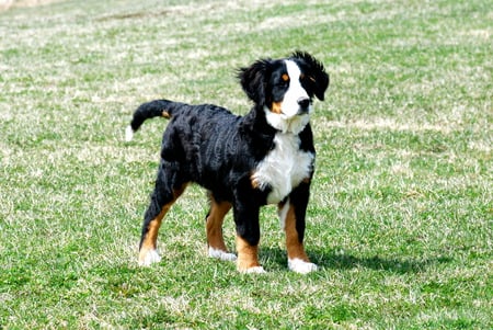 Bernese Mountain pup in grass - bernese mountain, dog, grass, pup, puppy