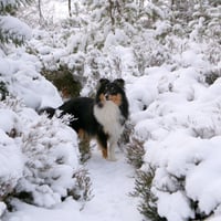 Snowy Sheltie