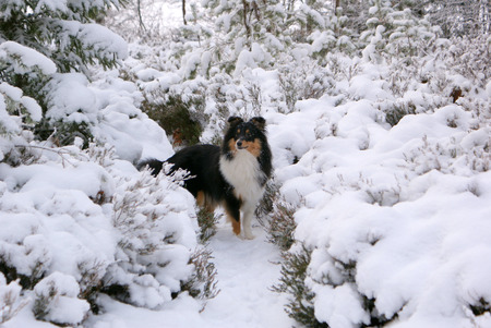 Snowy Sheltie - sheltie, shetland sheepdog, alice, snow, dog