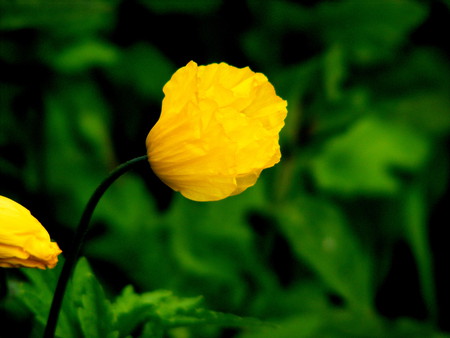 Yellow poppy. - pretty, poppy, yellow, garden