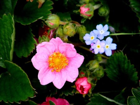 I will never forget the taste of strawberries! - flowers, strawberries, rememberance, blue, green, pink, leaves