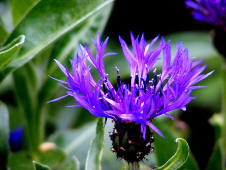 Cornflower in our garden. - cornflower, flower, garden