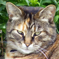 super-duper cat!