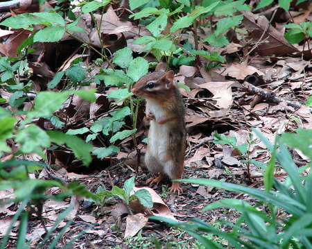 Chipmunk - chipmunk, animal, prey, rodent, wild, acorn eater