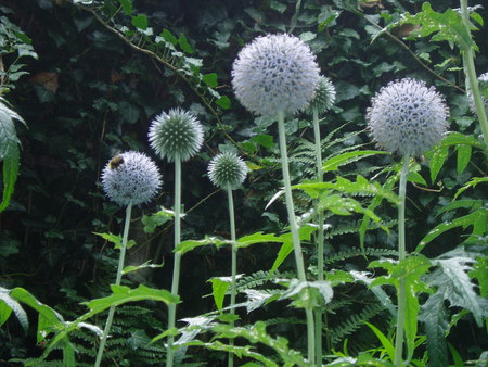 In a country garden. - flowers, greenery, globes, silver