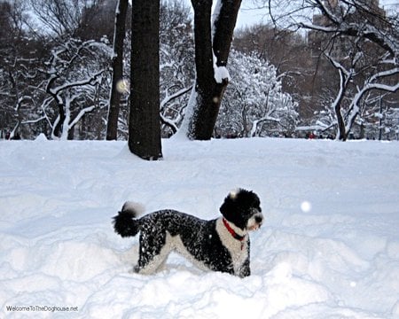 Snow Dog - dogs, animals, snow, poodle