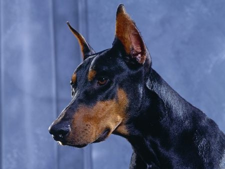 Doberman Pinscher - big, dogs, sleek, doberman pinscher, animals, scary