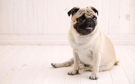 Pug - dogs, cute, pugs, wrinkly, animals