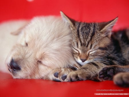 Puppy + Kitty - kittens, dogs, cats, puppies, sleeping, peaceful, animals