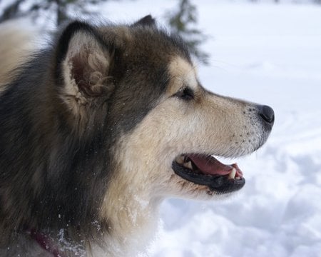 Alaskan Malamute - dogs, alaskan malamutes, cold, animals