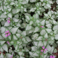 Groundcover