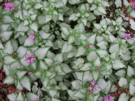 Groundcover - flowers, trees, nature