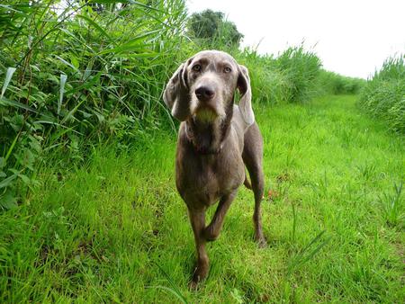 Slovokian Rough Haired Pointer - pointers, dogs, animals, slovokian rough hair