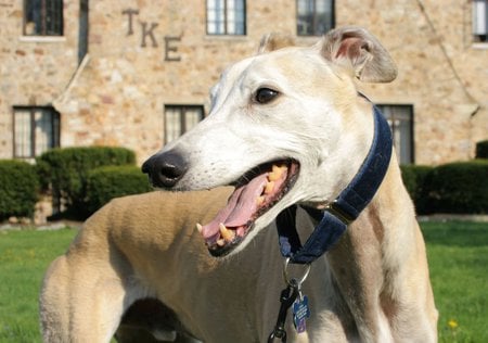 Greyhound - greyhounds, fast, skinny, dogs, animals