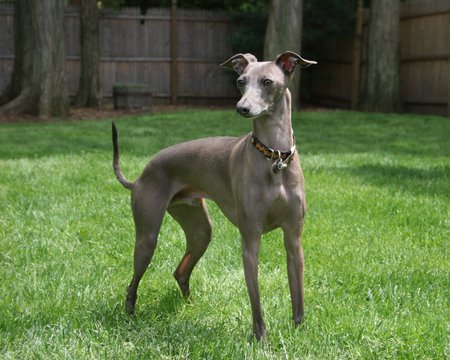 Italian Greyhound - italian, fast, italy, greyhounds, skinny, small, cute