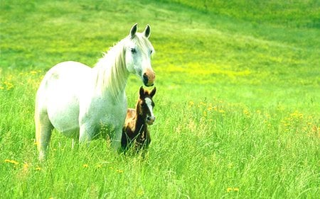 White Mommy and Brown Baby=LOVE - white, horses, brown, baby, mom