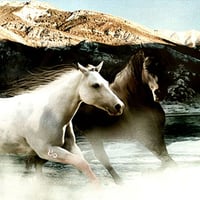 Brown and White Horses