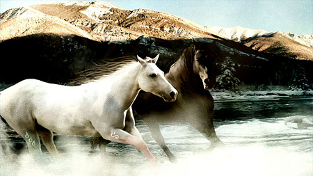 Brown and White Horses - white, water, horses, brown, mist, ocean, mountains