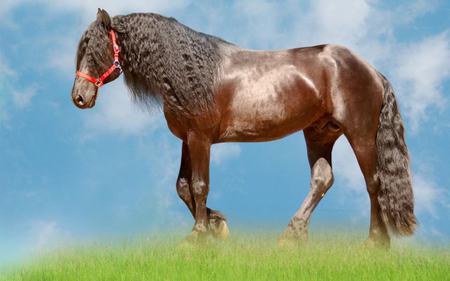 Braided Brown Horse - braids, lonely, horses, brown, curls, animals