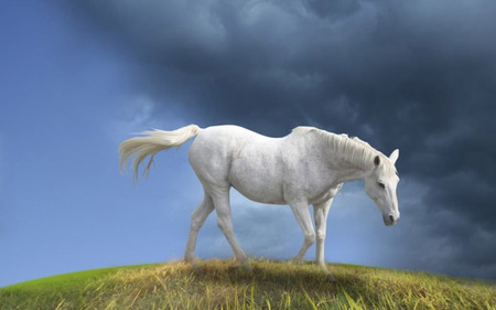 White Horse - white, horses, in need of shelter, darkclouds, storm