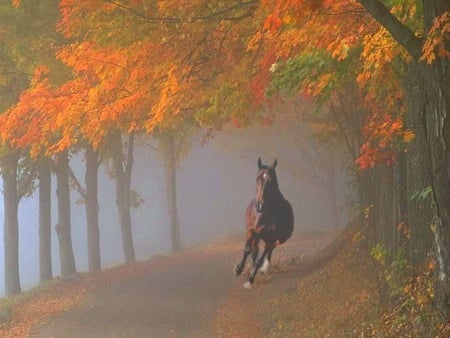 Out of My Way, I\'m In A Big Hurry! - horses, fast, brown, forest, animals, colorful trees, blazed face, fall season