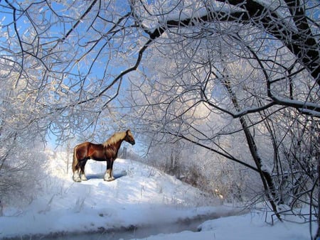 Snow Pony - shiny, winter, ponies, cold, snow