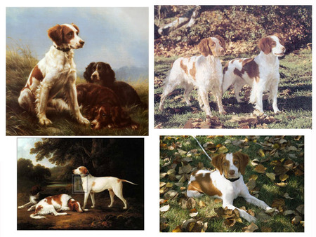 Spaniel Posters - dogs, posters, spaniels, animals