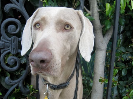 My Name Is Caramel What Is Yours? - weimaraner, friendly greeting, caramel, dogs, animals