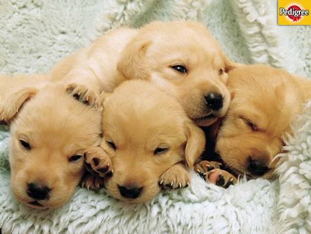 Get Off Of Me! - squished, golden retriever, animals, 4, dogs, cute, puppies