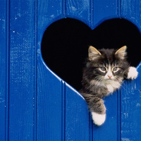 Blue Heart Kitty