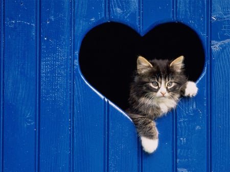 Blue Heart Kitty - blue, cats, secret club house, hearts, animals, kitty