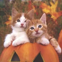 Pumkin Kittens