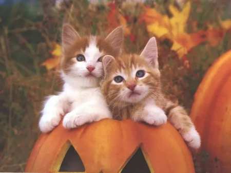 Pumkin Kittens - halloween, pumkins, kittens, animals, cats, jack-o-lanterns