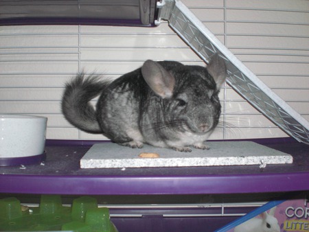 Chinchilla - rodents, soft, cute, chinchillas, animals