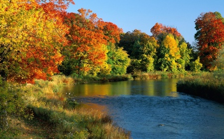 fall in the woods - nature, fall, lake, autumn, trees