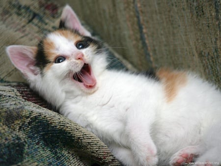 Whats so FUNNY..? - animal, laugh, cat, kitty