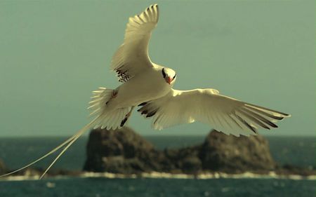 GRACE IN AIR - ocean, air, bird, frace