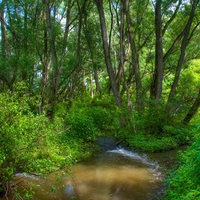 forest stream