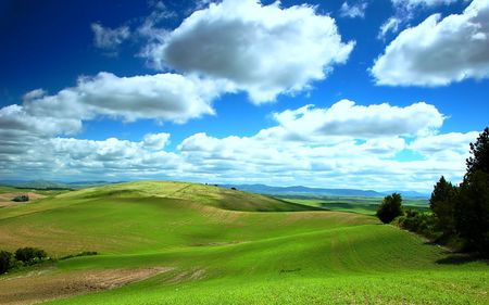 WILD AND WIDE - green, field, wide, wild