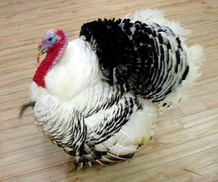 tony the turkey. - shopping centre, red, turkey, blue