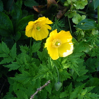 fully opened yellow poppy, 