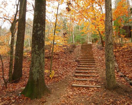 autumn - stairs, autumn, trees, yellow, forest, leaves