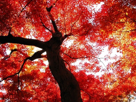 autumn red tree - autumn, red, beautiful, leaves, tree