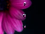 Drops n Flower . jpg