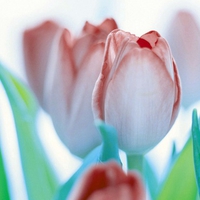 Frosted Tulips. jpg