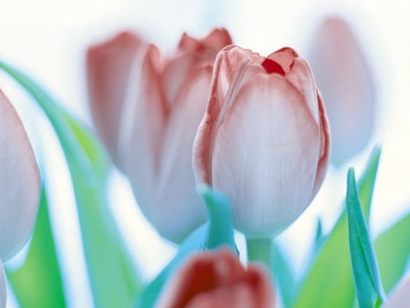 Frosted Tulips. jpg - pretty, tulips, frosted, red, fragil