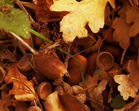 acorns and leaves - copper-coloured, acorns, beautiful, leaves, yellow, autumn