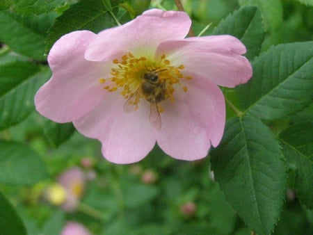 rose with bee - bee, rose, little