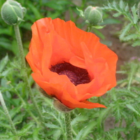 big red poppy