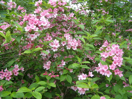 pink - flowers, pink, spring